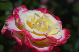 Lush Pink and Lemon Rose